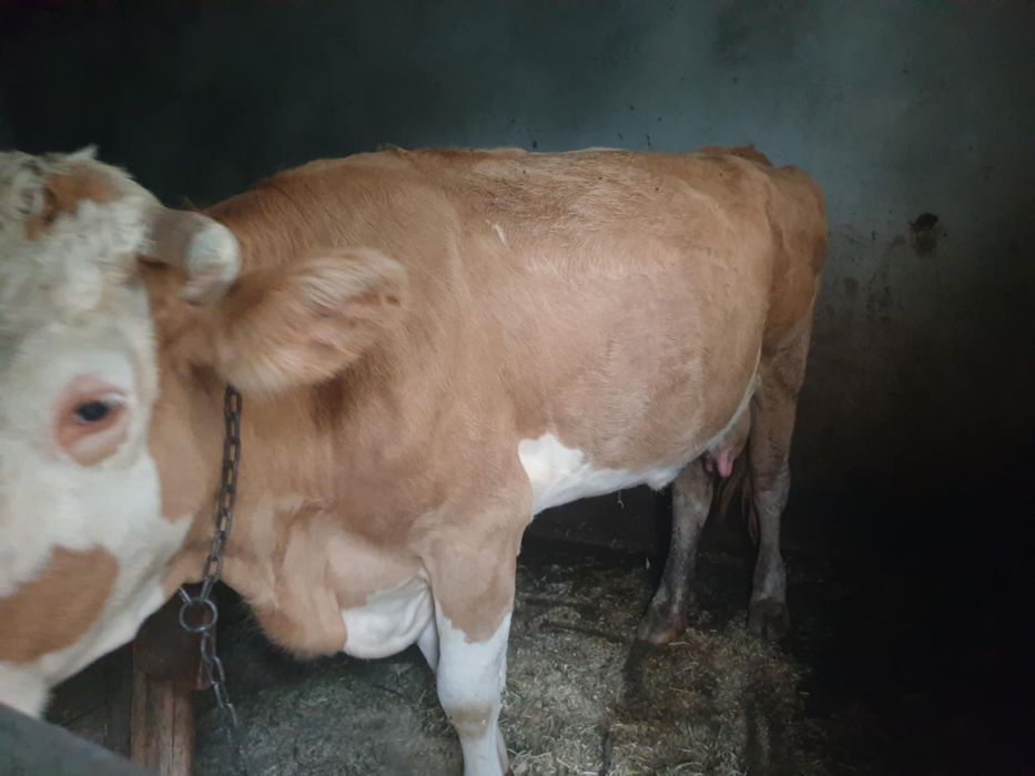 Vaca baltata romaneasca