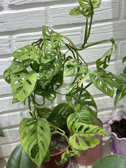 Растения-естественный фильтр воздуха