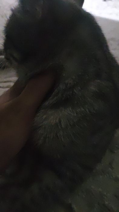 Продам зимние покрышки