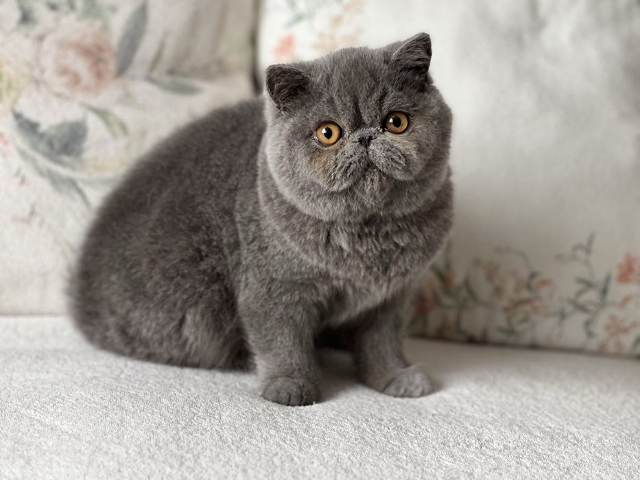 Елитно плюшено екзотично късокосместо коте