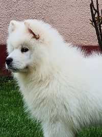 De vânzare ursuleț l de samoyed