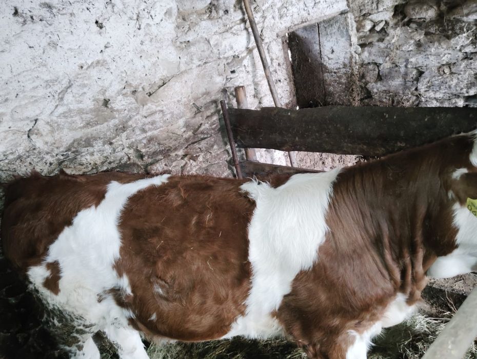 Vând vițea, are 4 luni