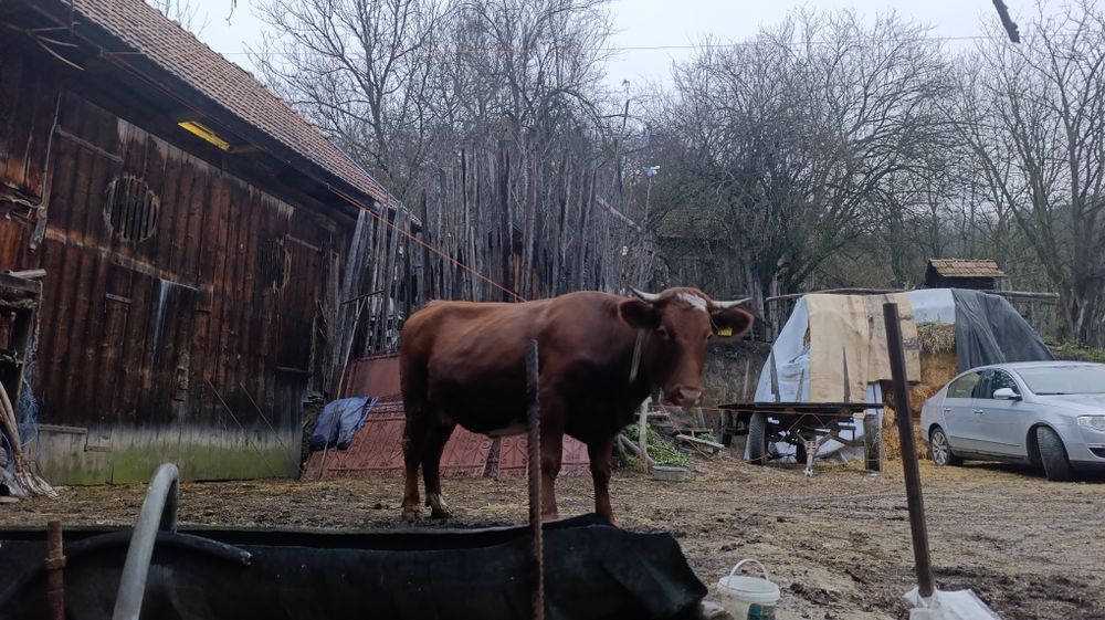 Vacă gestantă de vânzare