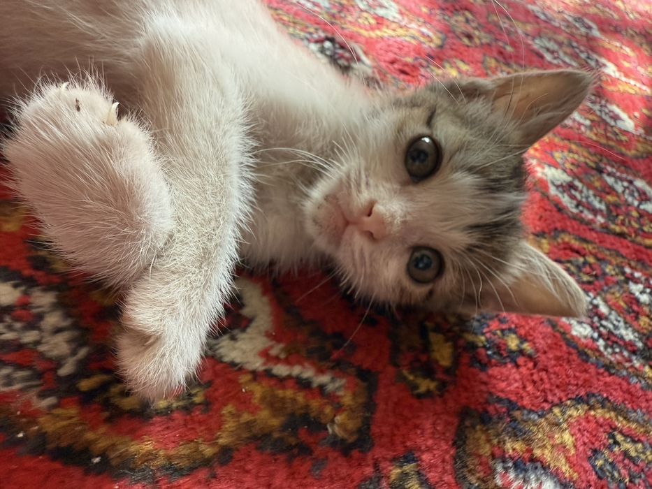 Mushu bolasi hadiyaga beriladi yaxshi insonlaga