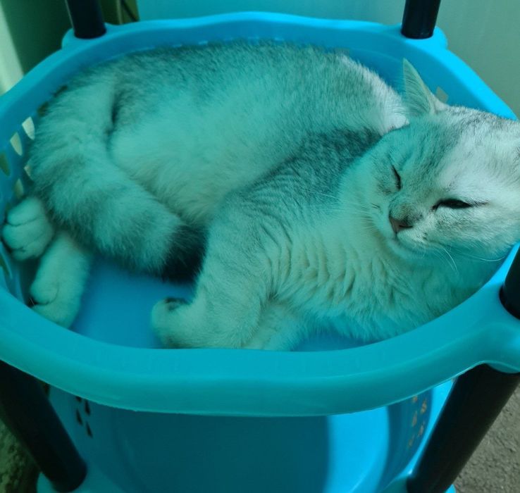 Шиншилла.         .