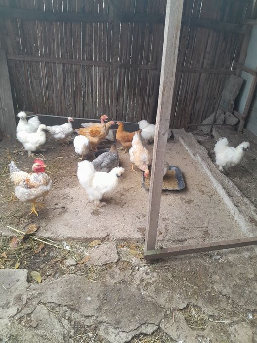 Găini și pui de vânzare.
