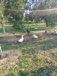 Gâște Toulouse și rațe Pekin