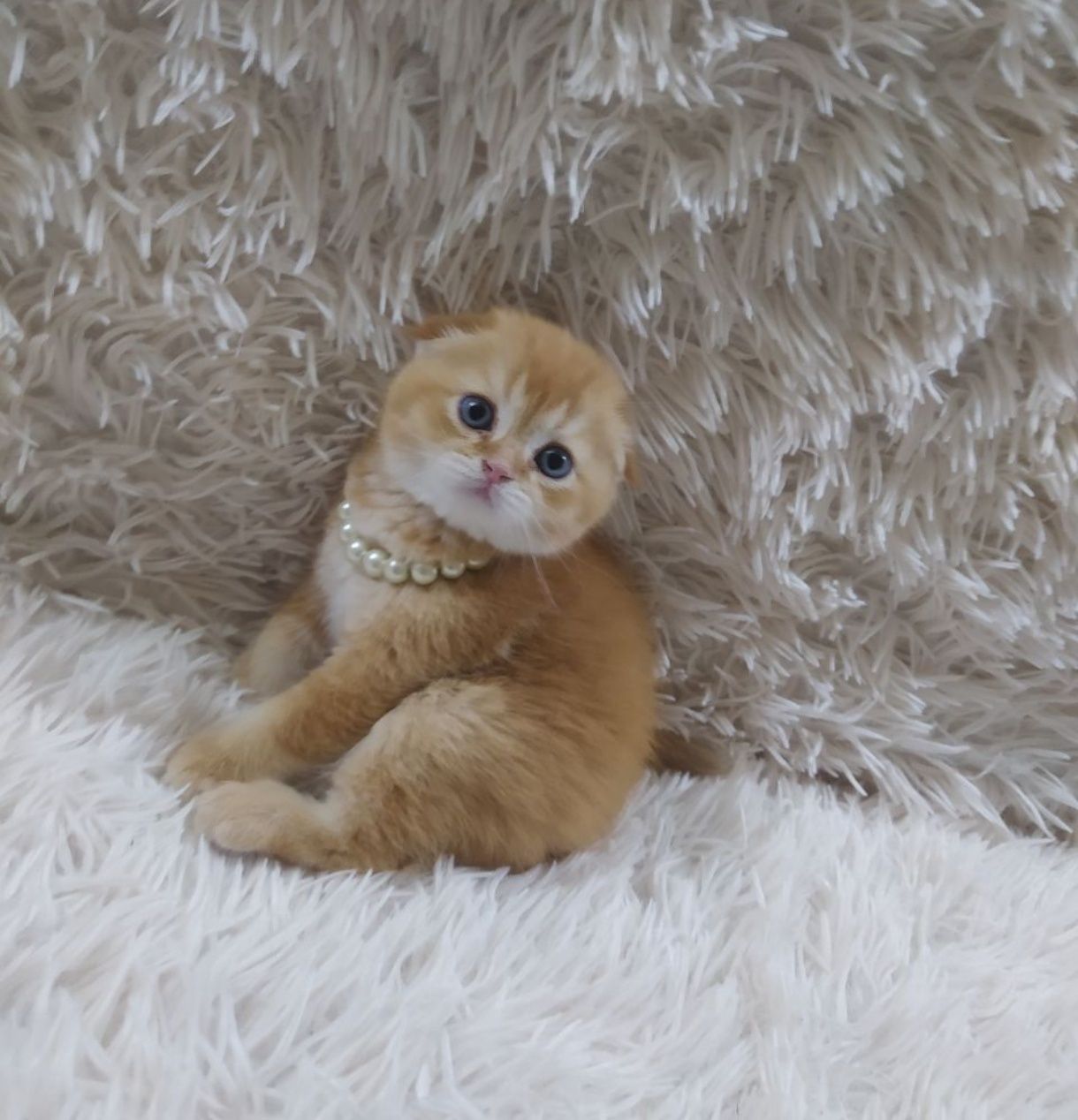 Котята от правильной вязки