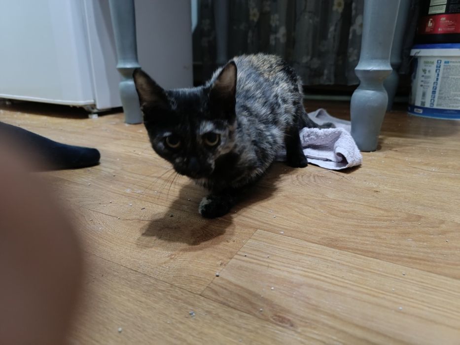 Отдам котенка девочку