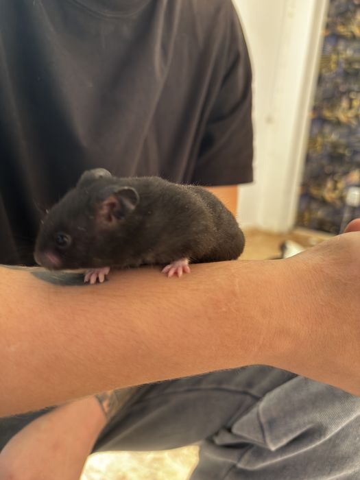 Продаються серийские хомяки