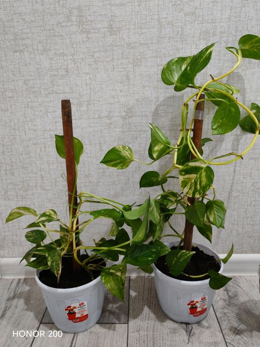 Спатифиллум район Компоселок