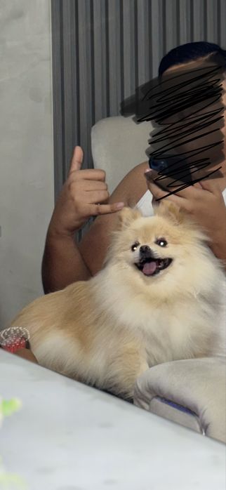 Продава се померан шпиц