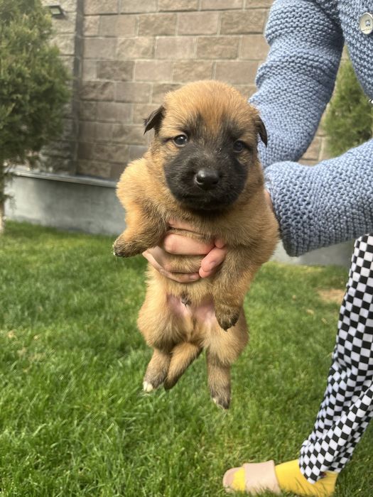 Щенки бельгийско немецкой овчарки
