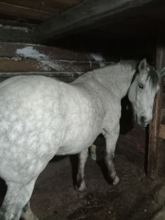 Vând cal, vârstă 8 ani