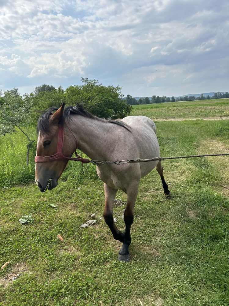 Vand manza de un an jumate