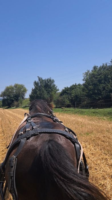 Vand cal bun de tras