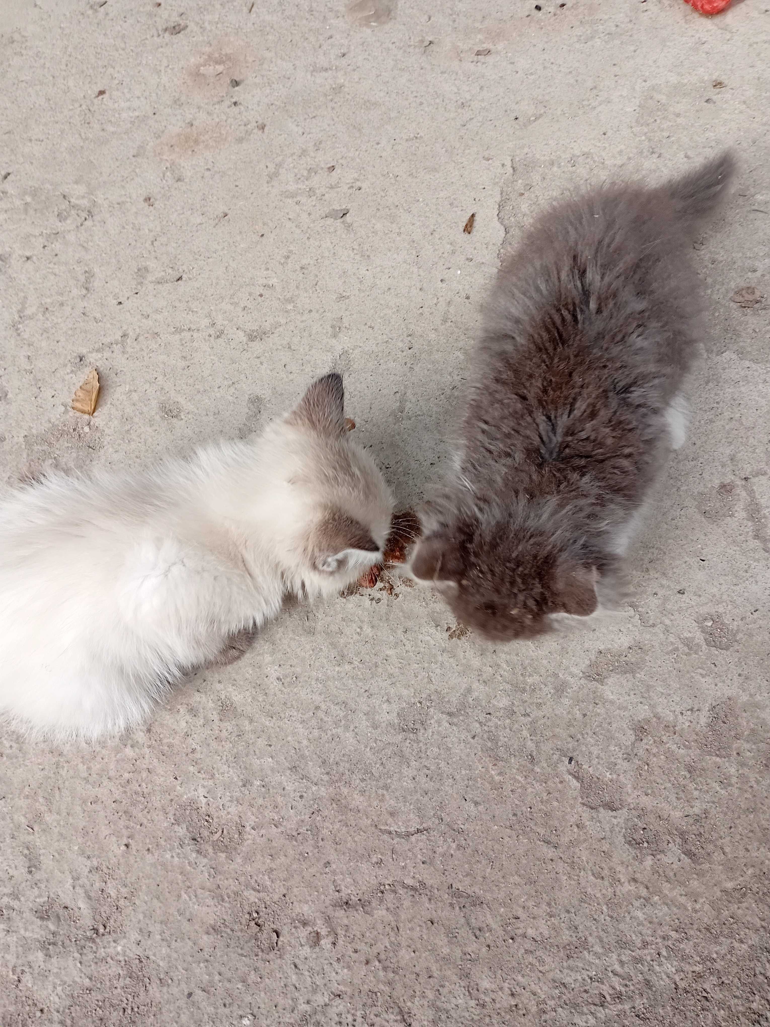 Бесплатно котята