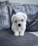 Bichon Maltez Mini