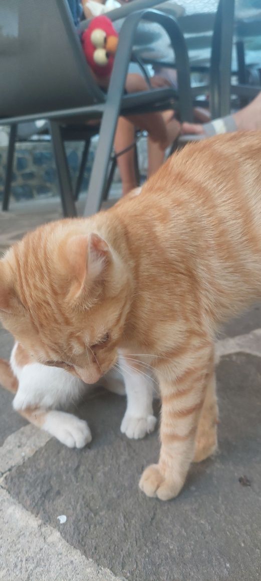 Подарявам котета