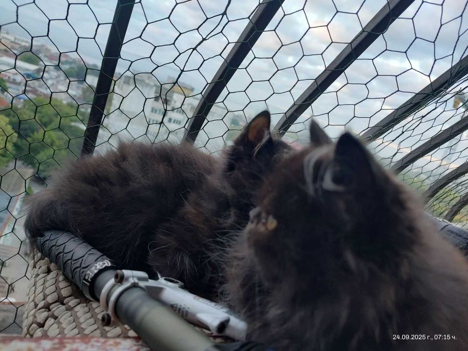 Породисти Персийски котета търсят своя отговорен стопанин / коте /
