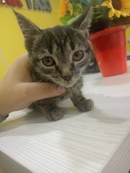 Mushuкchaкотенок
