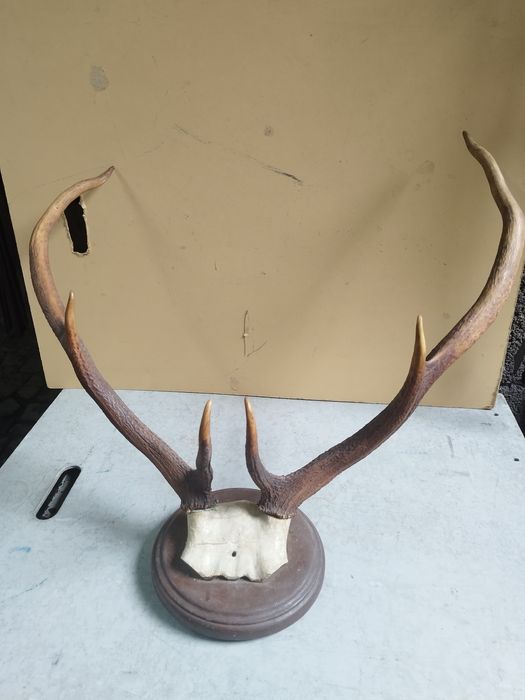 Трофей от елен с  поставка