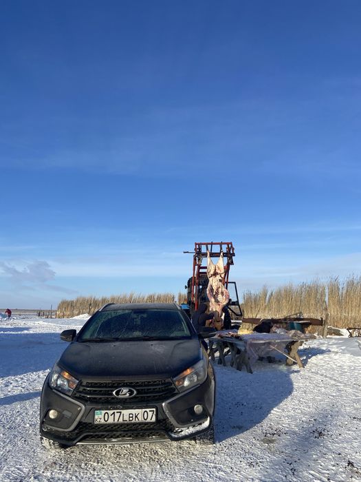 Соғым қашар сиыр