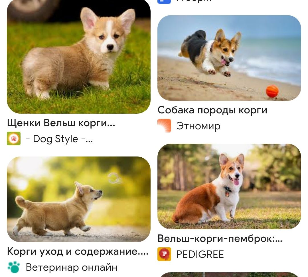 Щенки вельш корги