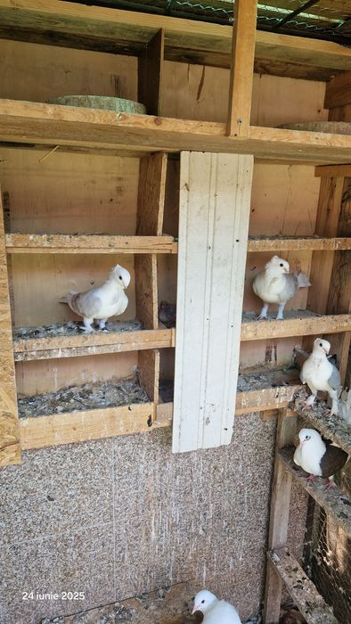 Vind porumbei pavasi.