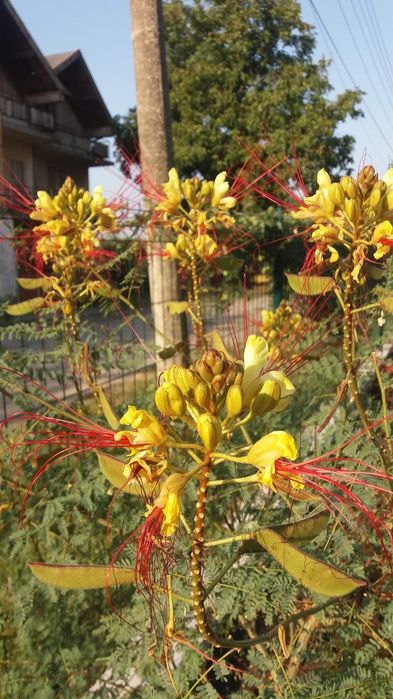 Продавам дръвчета Цезалпиния (Райска Птица )