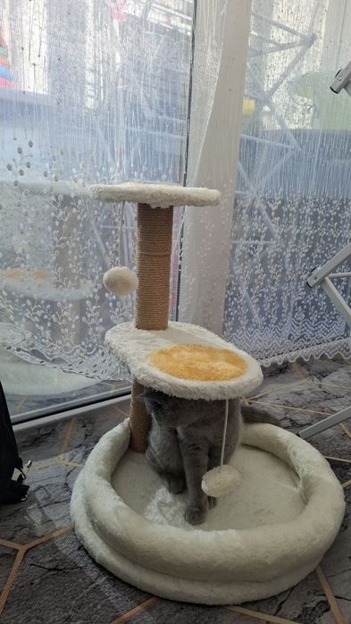 Продам для котика