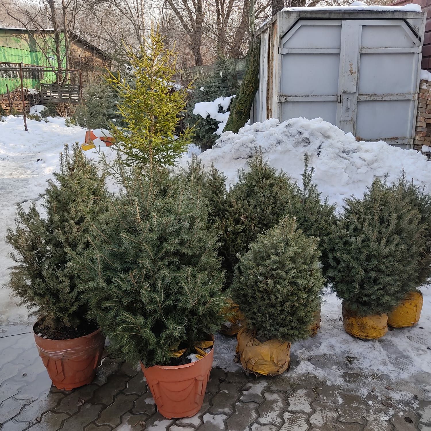 Голубая ель, тяньшанская ель, туи сосны, саженцы хвойных в Алматы