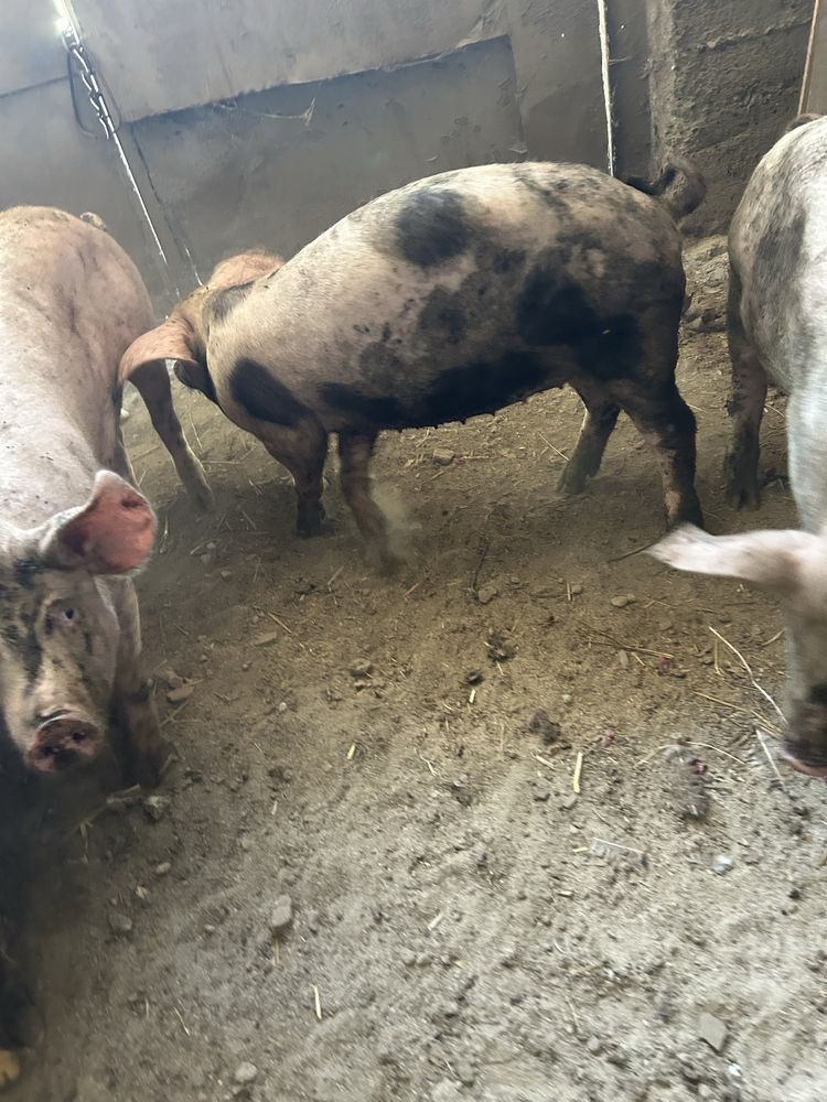 Продавам домашни прасета