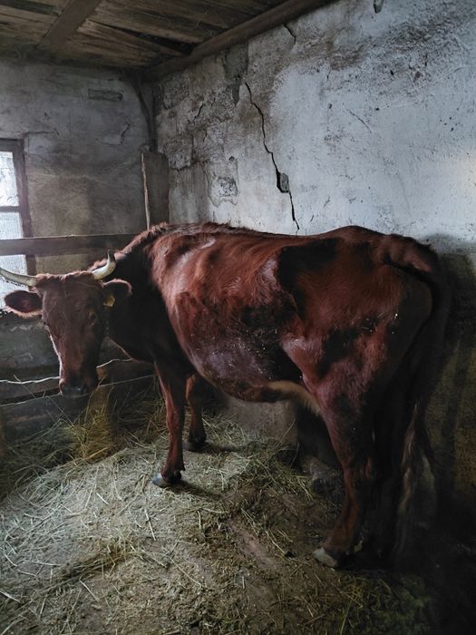 Продам корову дойная.