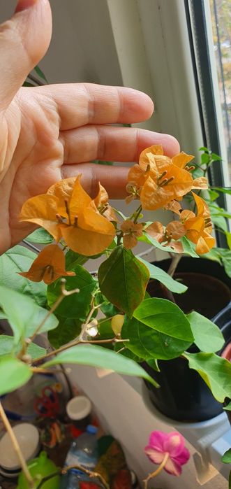 бугенвилия жёлтая и белая