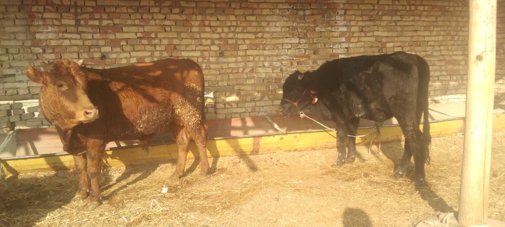 Boqiladigan Buqqala sotiladi