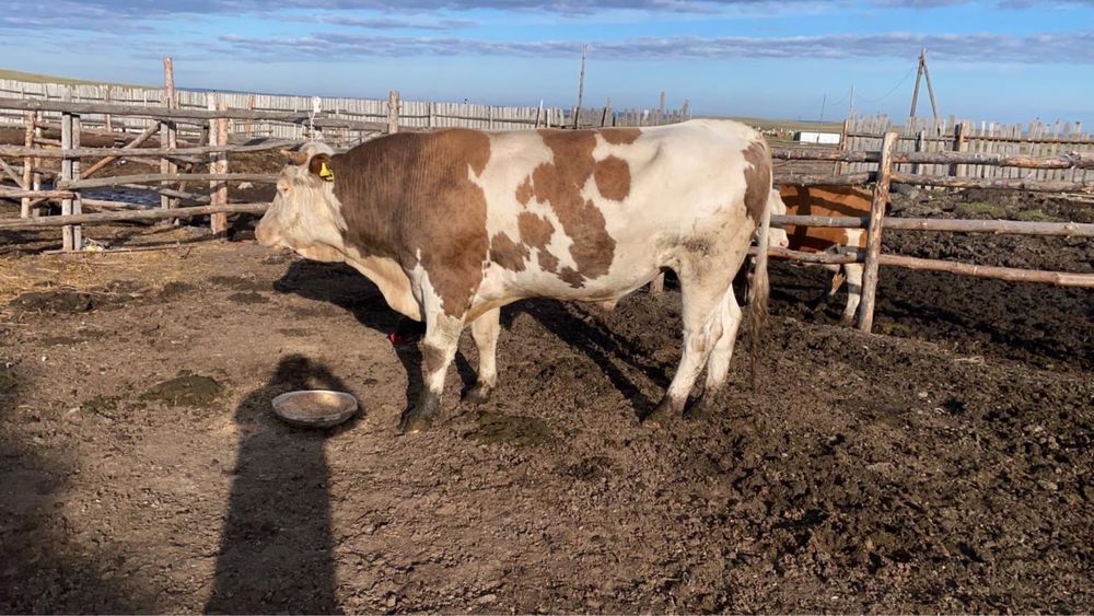 Продам крупного быка