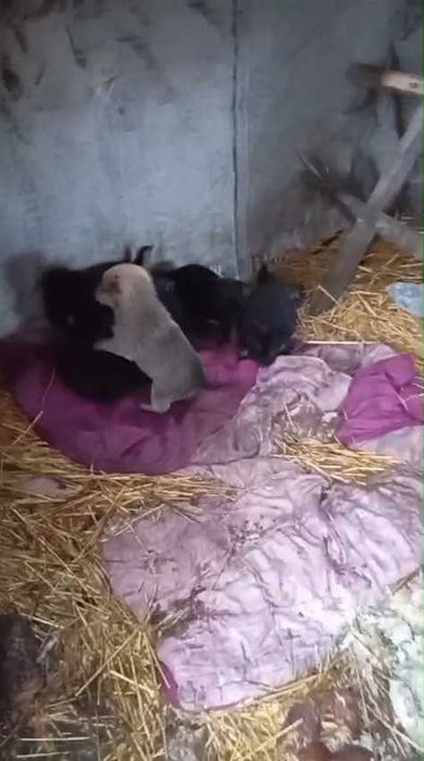 Ищем любящих хозяев для щенков