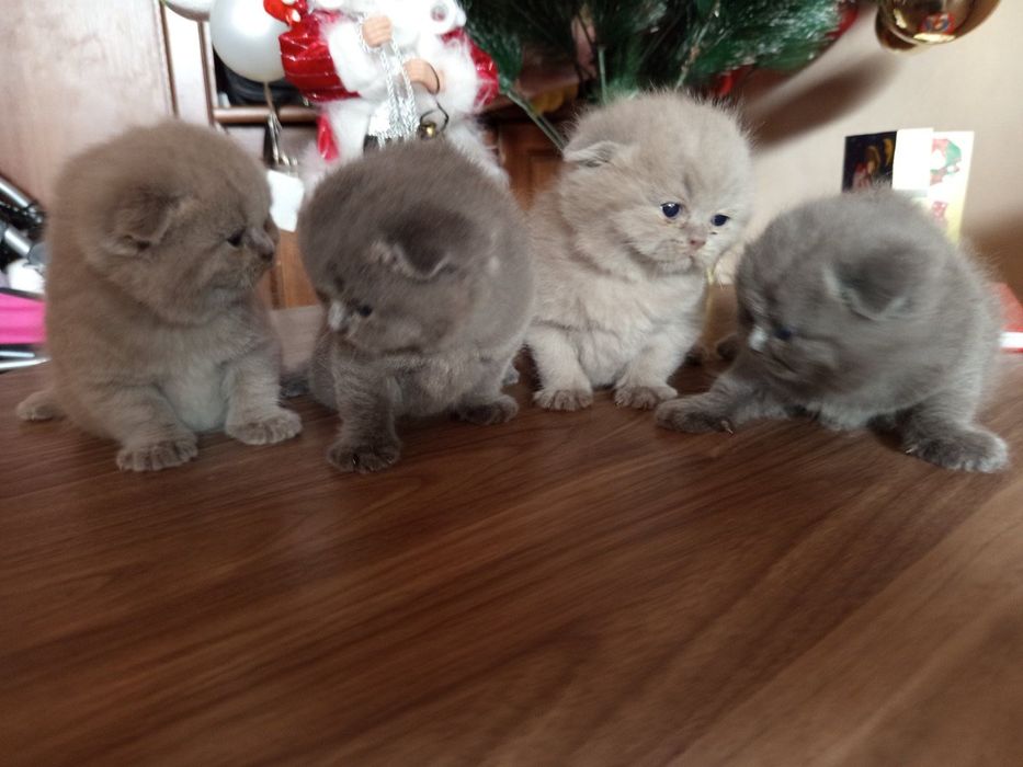 Британски котенца