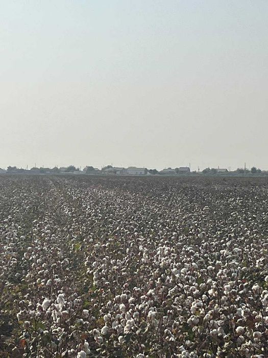 СРОЧНО Чорва комплекси. Молхона, экин, яйлов майдонлари билан сотилади