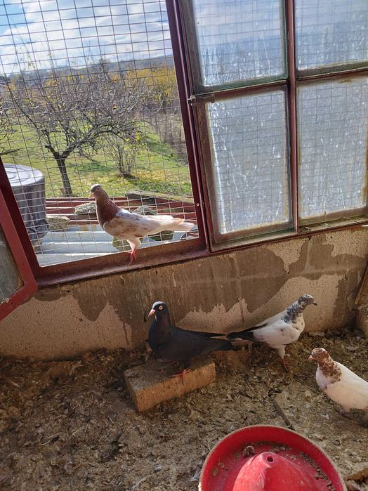 Продавам гълъби млади