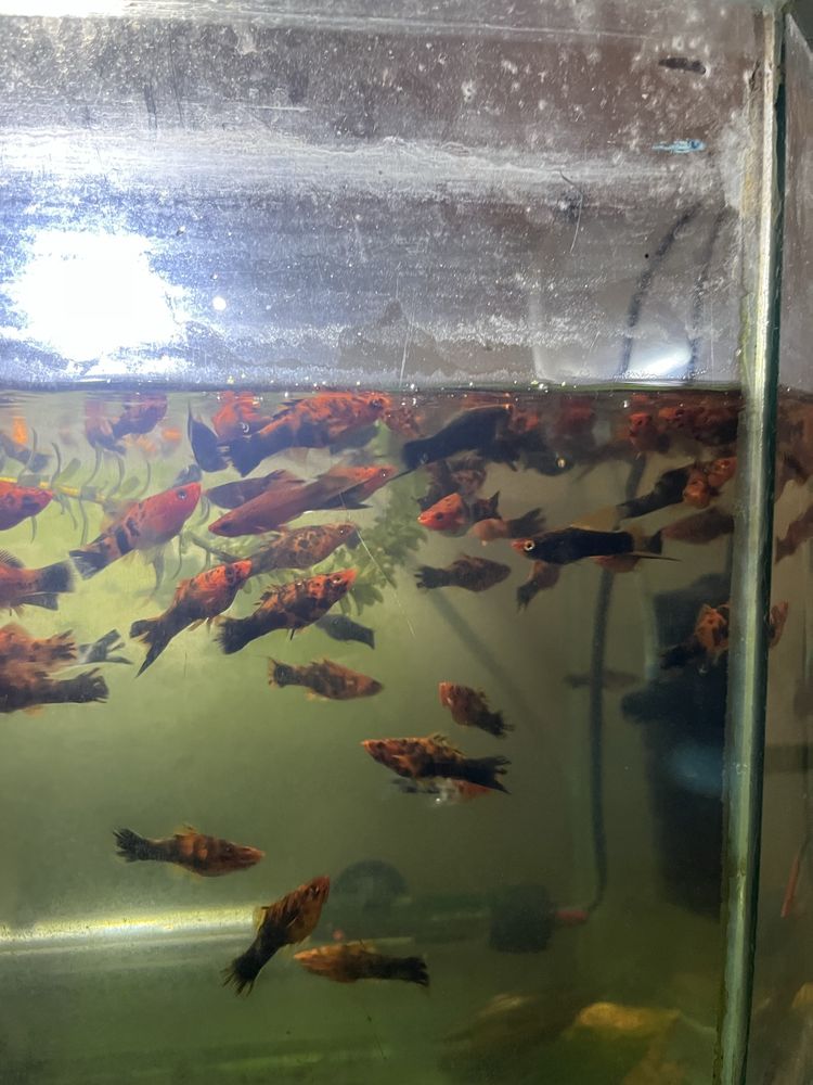 Vand pui de pesti xifo