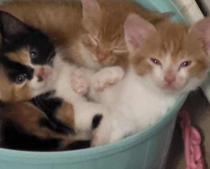 Donez 3 pui de pisică pentru adopție. Botoșani