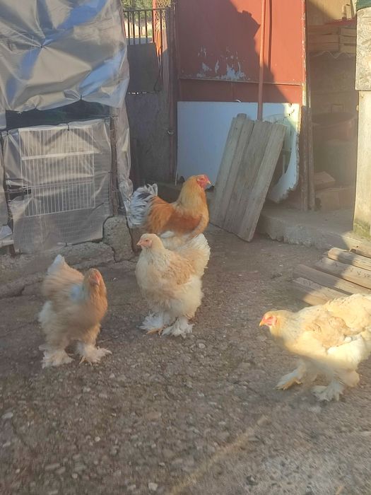 Vand familie brahma lemon