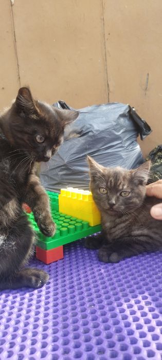 Отдам в добрые руки котят