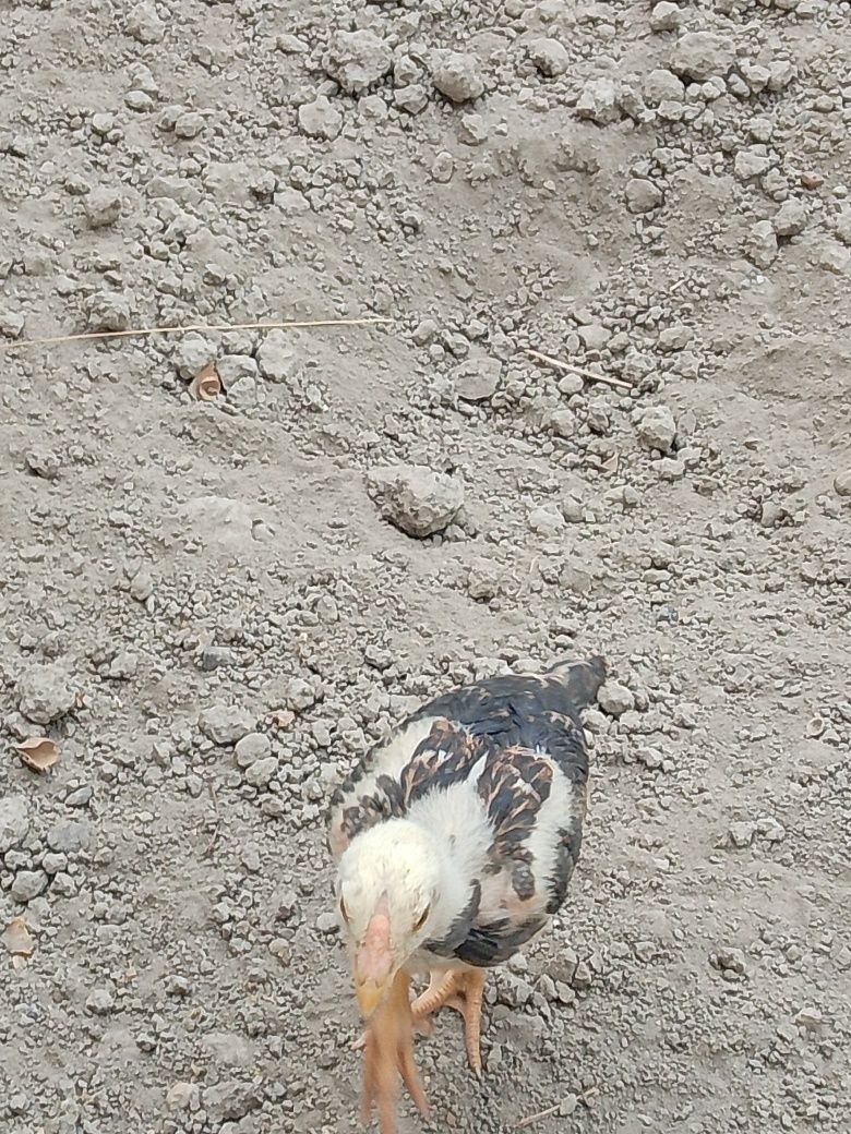 Kulangi sotiladi.donasi 100 mingdan.