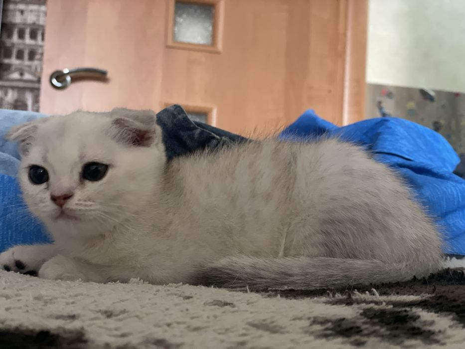 Продам котят породистых