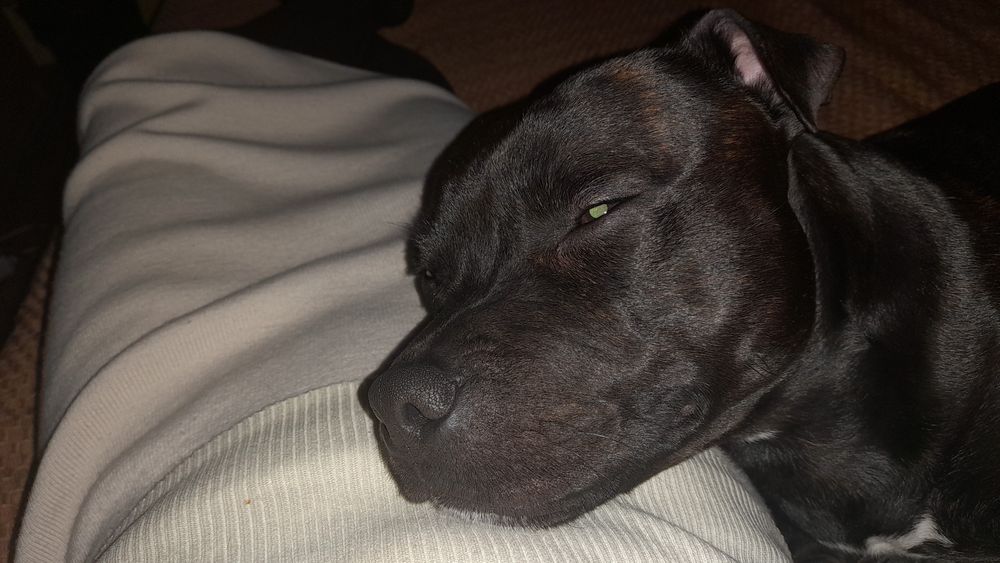 Pet sitter/cazare  sector 6 Bucuresti
