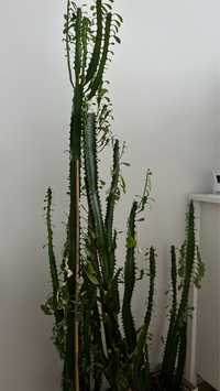 Cactus (african milk tree)