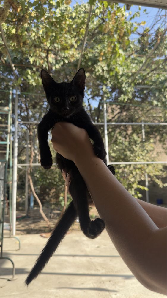 Отдам котят в добрые и любящие руки